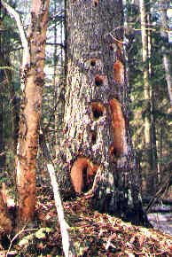 Spruce tree with woodpecker cavities